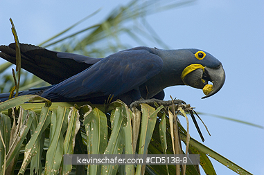 MACAW, HYACINTH: (Anodorhynchus hyacinthinus) In tree, Pantanal, Mato Grosso, Brazil.