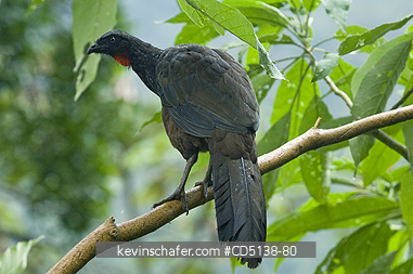 GUAN: (Penelope obscura) Dusky-legged Guan, Itatiaia National Park, Southeast Brazil.