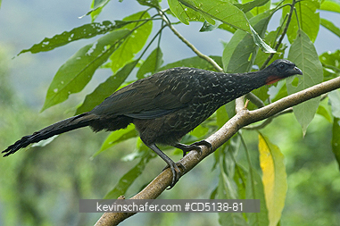 GUAN: (Penelope obscura) Dusky-legged Guan, Itatiaia National Park, Southeast Brazil.