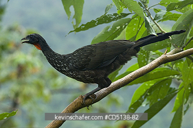 GUAN: (Penelope obscura) Dusky-legged Guan, Itatiaia National Park, Southeast Brazil.