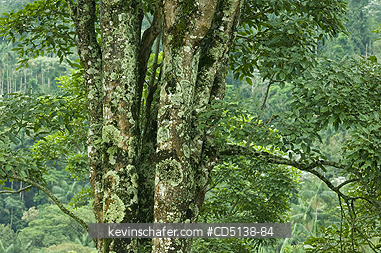 BRAZIL: Rainforest tree, Itatiaia National Park, Southeast Brazil.