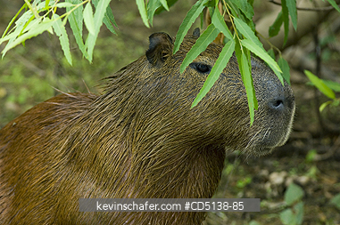 CAPYBARA: (Hydrochaeris hydrochaeris) Pantanal, Mato Grosso, Brazil.