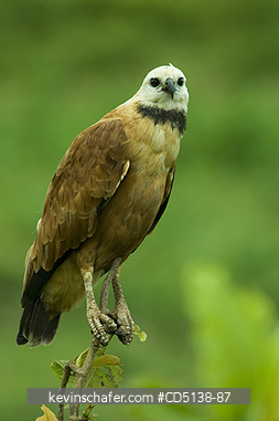 HAWK: (Busarellus nigricollis) Black-collared, Pantanal, Mato Grosso, Brazil.