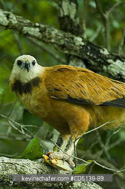 HAWK: (Busarellus nigricollis) Black-collared, Pantanal, Mato Grosso, Brazil.