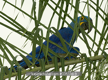 MACAW, HYACINTH: (Anodorhynchus hyacinthinus) In tree, Pantanal, Mato Grosso, Brazil.