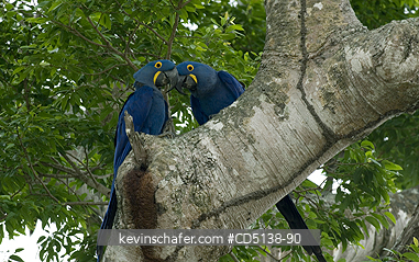 MACAW, HYACINTH: (Anodorhynchus hyacinthinus), pair in tree, Pantanal, Mato Grosso, Brazil.