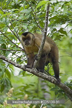 MONKEY, CAPUCHIN: (Cebus apella vellosus) Brown Capuchin, Pantanal, Mato Grosso, Brazil.