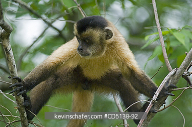MONKEY, CAPUCHIN: (Cebus apella vellosus) Brown Capuchin, Pantanal, Mato Grosso, Brazil.