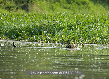 JAGUAR: (Panthera onca) Male swimming to cross Cuiaba RIver, Pantanal, Mato Grosso, Brazil.
