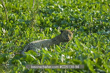 JAGUAR: (Panthera onca) Male in Cuiaba RIver, Pantanal, Mato Grosso, Brazil.