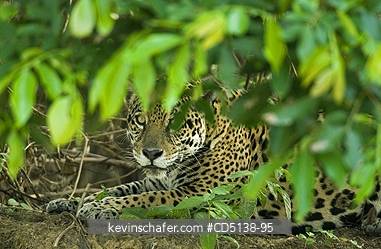 JAGUAR: (Panthera onca) Female resting on shore of Piquiri RIver, Pantanal, Mato Grosso, Brazil.