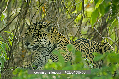 JAGUAR: (Panthera onca) Female resting on shore of Piquiri RIver, Pantanal, Mato Grosso, Brazil.
