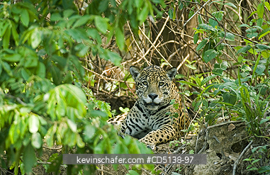 JAGUAR: (Panthera onca) Female resting on shore of Piquiri RIver, Pantanal, Mato Grosso, Brazil.