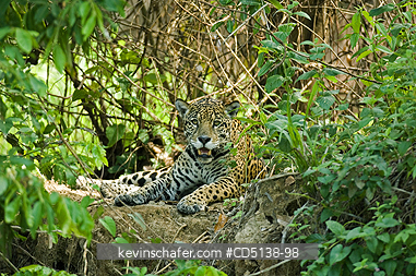 JAGUAR: (Panthera onca) Female resting on shore of Piquiri RIver, Pantanal, Mato Grosso, Brazil.