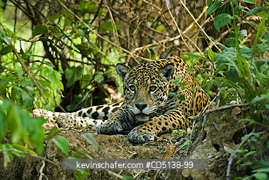 JAGUAR: (Panthera onca) Female resting on shore of Piquiri RIver, Pantanal, Mato Grosso, Brazil.