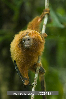 TAMARIN, GOLDEN LION: (Leontopithecus rosalia) WILD, Poco das Antas Reserve, Atlantic Forest, Southeast Brazil.