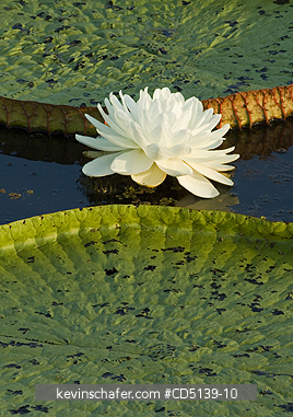 FLOWER, LILY: (Victoria regia) Giant Amazon Water Lilies, Pantanal, Mato Grosso, Brazil.