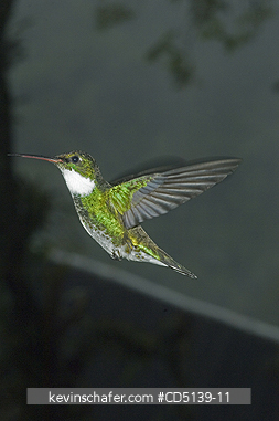 HUMMINGBIRD, WHITE-THROATED: (Leucochloris albicollis) Hovering, Itatiaia National Park, Atlantic Forest, Southeast Brazil.