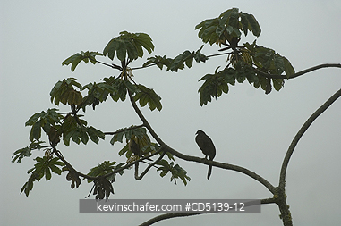 GUAN: (Penelope obscura) Dusky-legged Guan in Cecropia tree, Itatiaia National Park, Atlantic Forest, Southeast Brazil.