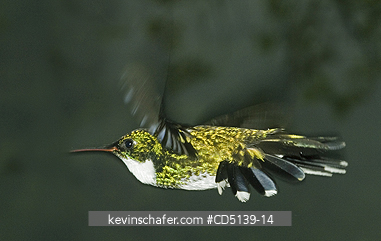 HUMMINGBIRD, WHITE-THROATED: (Leucochloris albicollis), In Flight, Itatiaia National Park, Atlantic Forest, Southeast Brazil.