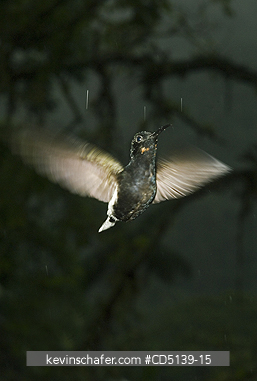 HUMMINGBIRD: (Melanotrochilus fuscus) Black Jacobin, Flying in rain, WILD, Itatiaia National Park, Southeast Brazil.