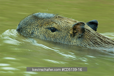 CAPYBARA: (Hydrochaeris hydrochaeris) swimming, Pantanal, Mato Grosso, Brazil.