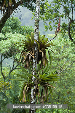 BROMELIAD: Bromeliads growing on tree in rainforest, Itatiaia, National Park, Southeast Brazil.
