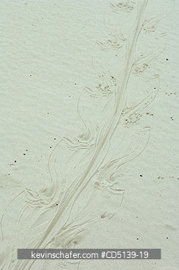 IGUANA: Footprints of Common Iguana  (Iguana iguana) in riverbank of Piquiri River, Pantanal Mato Grosso, Brazil.
