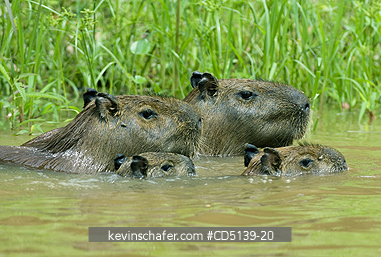 CAPYBARA: (Hydrochaeris hydrochaeris) Family swimming, Pantanal, Mato Grosso, Brazil.