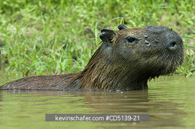 CAPYBARA: (Hydrochaeris hydrochaeris) swimming, Pantanal, Mato Grosso, Brazil.