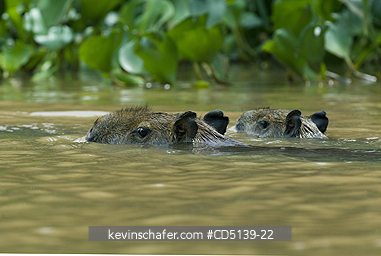 CAPYBARA: (Hydrochaeris hydrochaeris) swimming, Pantanal, Mato Grosso, Brazil.