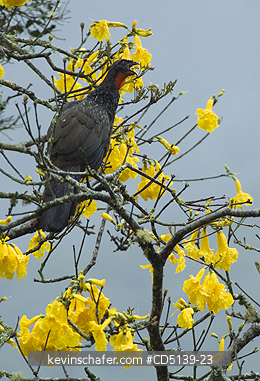 GUAN: (Penelope obscura) Dusky-Legged Guan in Yellow Trumpet Tree, (Tabebuia chrysotricha), or Ype, Itatiaia National Park, Atlantic Forest, Southeast Brazil.