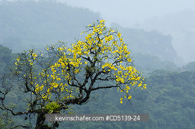 TREE: Yellow Trumpet Tree, (Tabebuia chrysotricha), or Ype, Itatiaia National Park, Southeast Brazil.