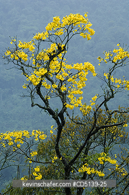 TREE: Yellow Trumpet Tree, (Tabebuia chrysotricha), or Ype, Itatiaia National Park, Southeast Brazil.