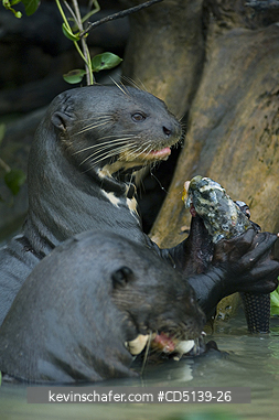 OTTER, GIANT: (Pteronura brasiliensis) wild, eating fish, Pixaim River, Pantanal, Mato Grosso, Brazil.