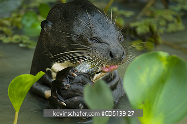 OTTER, GIANT: (Pteronura brasiliensis) wild, eating fish, Pixaim River, Pantanal, Mato Grosso, Brazil.