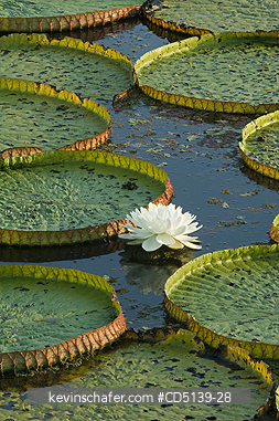 LILY, WATER: (Victoria regia) Giant Amazon Water Lily, Pantanal, Mato Grosso, Brazil.