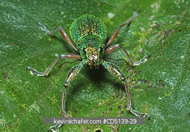 INSECT: Insect, unknown species, Itatiaia National Park, Southeast Brazil.