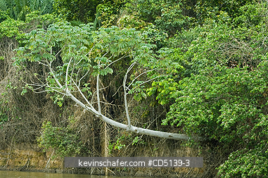 BRAZIL: Cecropia Tree leaning over Piquiri River, Pantanal, Mato Grosso, Brazil.