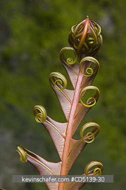 FERN: Plant unfurling, Itatiaia National Park, Southeast Brazil.
