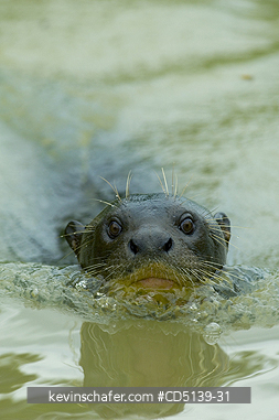 OTTER, GIANT: (Pteronura brasiliensis) wild, swimming, Pixaim River, Pantanal, Mato Grosso, Brazil.