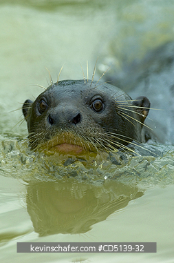 OTTER, GIANT: (Pteronura brasiliensis) wild, swimming, Pixaim River, Pantanal, Mato Grosso, Brazil.