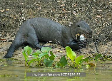 OTTER, GIANT: (Pteronura brasiliensis) wild, eating, Pixaim River, Pantanal, Mato Grosso, Brazil.