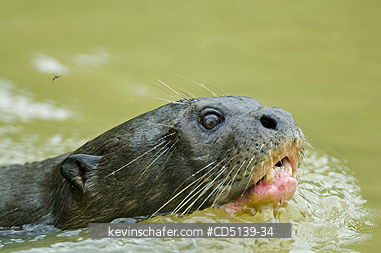 OTTER, GIANT: (Pteronura brasiliensis) wild, swimming, Pixaim River, Pantanal, Mato Grosso, Brazil.