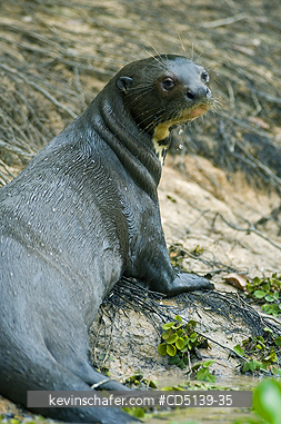 OTTER, GIANT: (Pteronura brasiliensis) wild, on shore, Pixaim River, Pantanal, Mato Grosso, Brazil.
