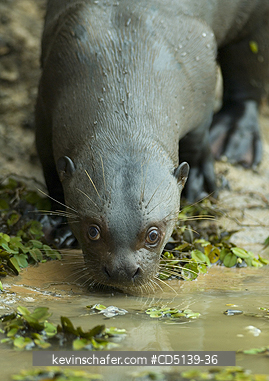 OTTER, GIANT: (Pteronura brasiliensis) wild, at water, Pixaim River, Pantanal, Mato Grosso, Brazil.
