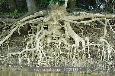 TREE: Exposed roots of tree in Cuiaba River, Pantanal, Mato Grosso, Brazil.