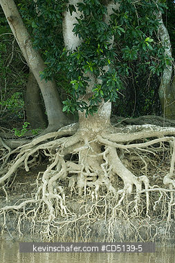TREE: Exposed tree roots in Cuiaba River, Pantanal, Mato Grosso, Brazil.