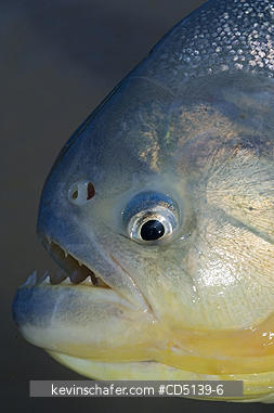 PIRANHA: Close up of Piranha on Cuiaba River, Pantanal, Mato Grosso, Brazil.