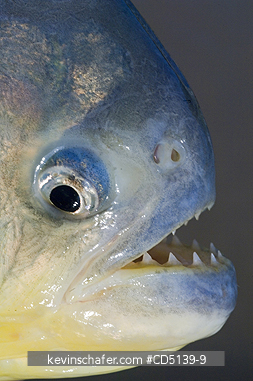 PIRANHA: Close up of Piranha on Cuiaba River, Pantanal, Mato Grosso, Brazil.